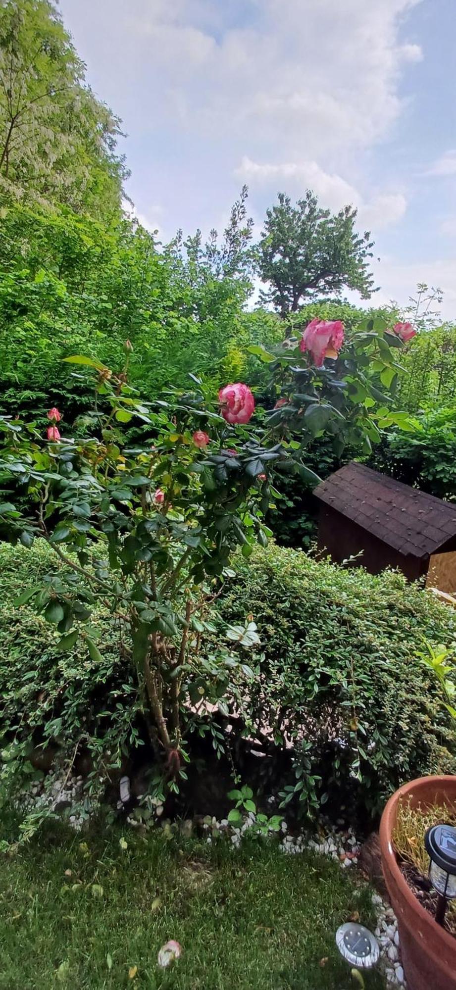 La Casetta Nel Verde Como Zewnętrze zdjęcie